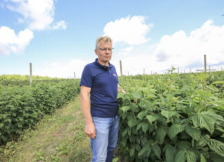 Stan plantacji malin jesiennych 22. Plony będą niskie lub umiarkowane