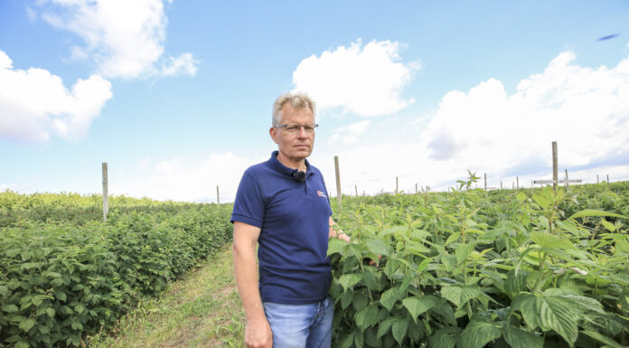 Stan plantacji malin jesiennych 22. Plony będą niskie lub umiarkowane