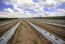 Modelowa plantacja malin pod zbiór kombajnowy