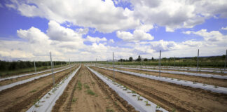 Modelowa plantacja malin pod zbiór kombajnowy