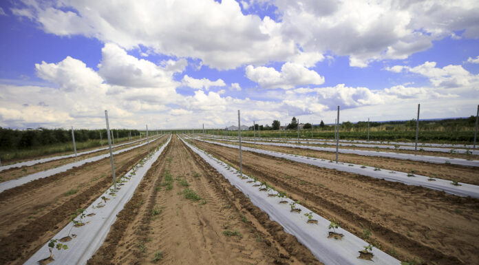 Modelowa plantacja malin pod zbiór kombajnowy