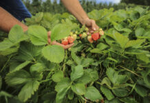 To może być najtrudniejszy sezon dla owoców przemysłowych w historii (cz. 1) – truskawki