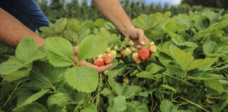 To może być najtrudniejszy sezon dla owoców przemysłowych w historii (cz. 1) – truskawki