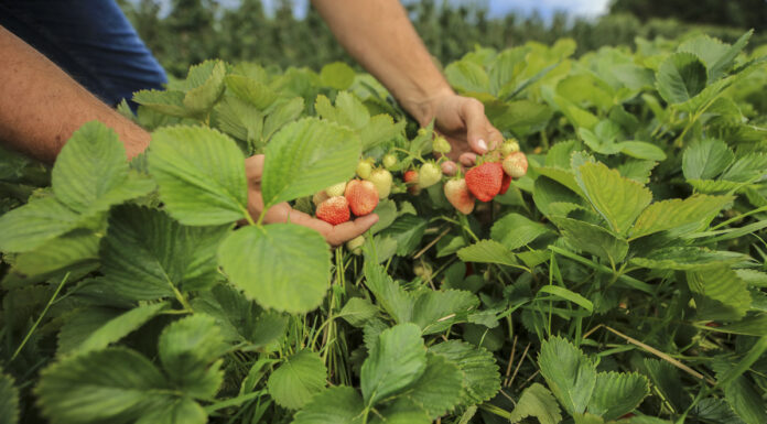 To może być najtrudniejszy sezon dla owoców przemysłowych w historii (cz. 1) – truskawki