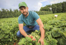 Truskawki w lipcu – jest plon i jakość