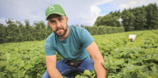 Truskawki w lipcu – jest plon i jakość