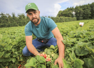 Truskawki w lipcu – jest plon i jakość