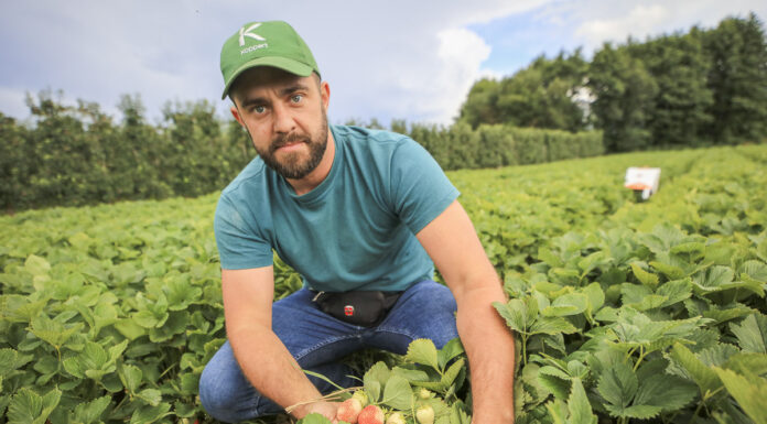 Truskawki w lipcu – jest plon i jakość