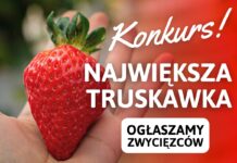 WYNIKI KONKURSU na największą TRUSKAWKĘ sezonu 2022