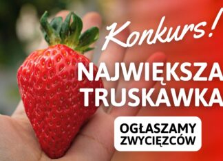 WYNIKI KONKURSU na największą TRUSKAWKĘ sezonu 2022