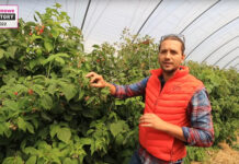 Maliny w trakcie zbiorów. Co zrobić by owoce były duże do końca?