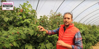 Maliny w trakcie zbiorów. Co zrobić by owoce były duże do końca?