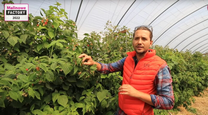 Maliny w trakcie zbiorów. Co zrobić by owoce były duże do końca?