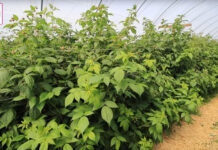 Nawożenie malin gdy zaczną się zbiory owoców