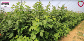Nawożenie malin gdy zaczną się zbiory owoców
