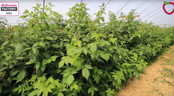 Nawożenie malin gdy zaczną się zbiory owoców