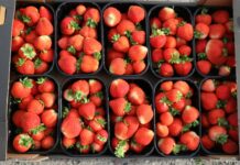 Produkcja jagodowych w Polsce wzrosła o 9%