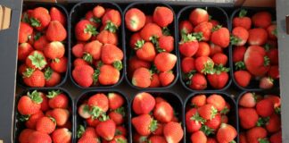 Produkcja jagodowych w Polsce wzrosła o 9%