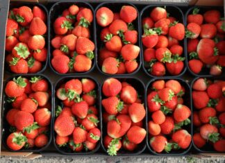 Produkcja jagodowych w Polsce wzrosła o 9%