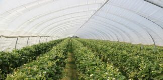 Truskawki tylko w perlicie? Raczej nie, choć…