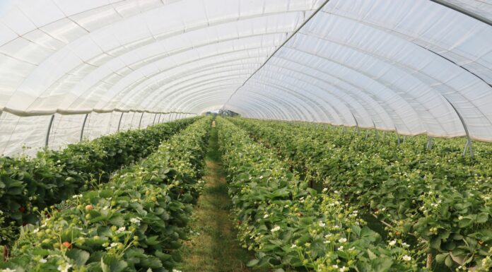 Truskawki tylko w perlicie? Raczej nie, choć…