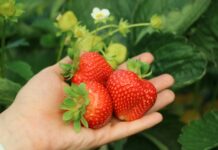 Meksykańska produkcja truskawek: wzrost, innowacje i regionalne zróżnicowanie