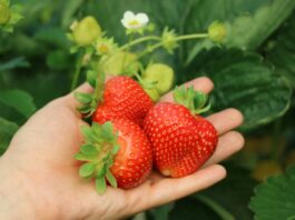 Upał „programuje” późniejszy plon truskawek. Jak wysokie temperatury wpływają na kolejne fale owocowania? Owoce odmiany 'Hademar'
