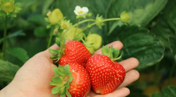 Meksykańska produkcja truskawek: wzrost, innowacje i regionalne zróżnicowanie