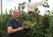 Optymalne wykorzystanie muraki w zapylaniu kwiatów na plantacjach roślin jagodowych