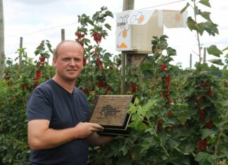 Optymalne wykorzystanie muraki w zapylaniu kwiatów na plantacjach roślin jagodowych