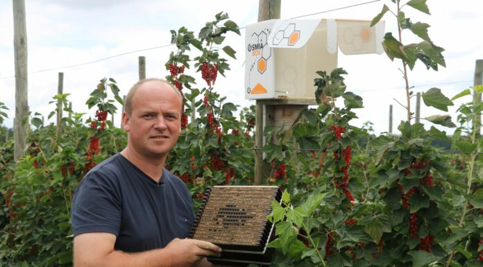 Optymalne wykorzystanie muraki w zapylaniu kwiatów na plantacjach roślin jagodowych
