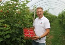 Dlaczego warto uprawiać maliny w systemie bezglebowym?