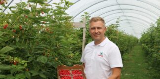 Dlaczego warto uprawiać maliny w systemie bezglebowym?