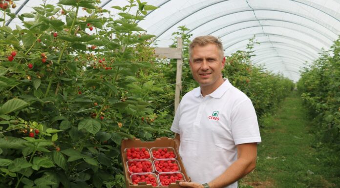 Systemy do mocowania pędów maliny