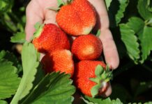 Nawożenie truskawek – podsumowanie i rekomendacje