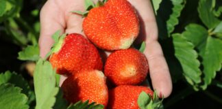 Nawożenie truskawek – podsumowanie i rekomendacje