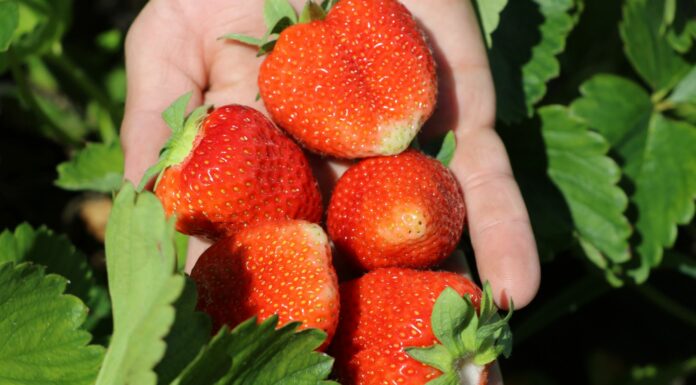 Nawożenie truskawek – podsumowanie i rekomendacje