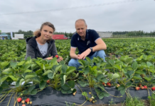 ‘Limalexia’, L 19111 i ‘Malling Allure’ – dlaczego owocują w tym samym czasie?