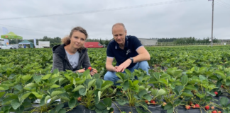 ‘Limalexia’, L 19111 i ‘Malling Allure’ – dlaczego owocują w tym samym czasie?