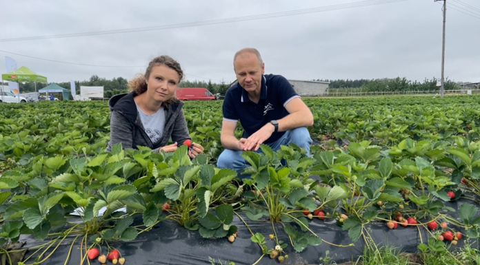 ‘Limalexia’, L 19111 i ‘Malling Allure’ – dlaczego owocują w tym samym czasie?