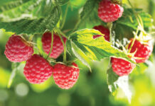 Nawozy dolistne i do fertygacji dla roślin jagodowych – czyli jak uzupełnić niedobory