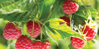 Nawozy dolistne i do fertygacji dla roślin jagodowych – czyli jak uzupełnić niedobory