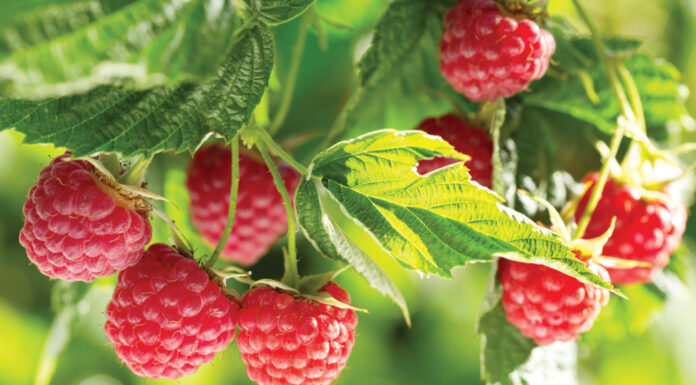 Nawozy dolistne i do fertygacji dla roślin jagodowych – czyli jak uzupełnić niedobory