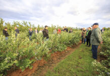 Czy jest przepis na udaną uprawę borówki?