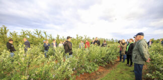 Czy jest przepis na udaną uprawę borówki?