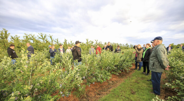 Czy jest przepis na udaną uprawę borówki?