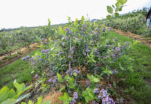 Optymalizacja programów nawożenia borówki