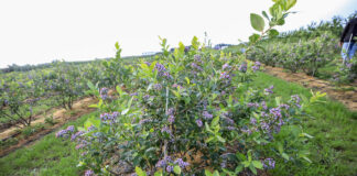 Optymalizacja programów nawożenia borówki