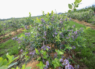 Optymalizacja programów nawożenia borówki