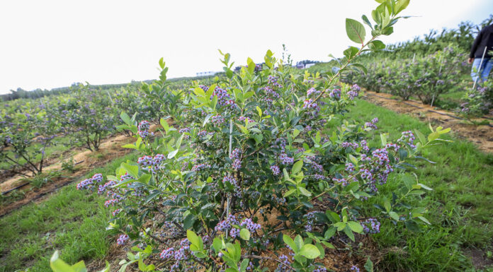 Optymalizacja programów nawożenia borówki